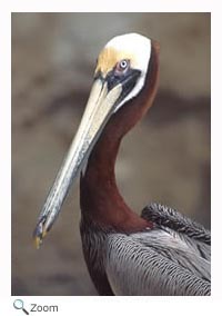 Brown Pelican