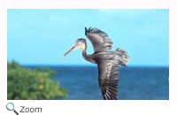 Brown Pelican