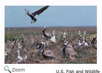 Brown Pelican Chick