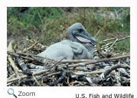 Brown Pelican Chick