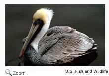 Brown Pelican