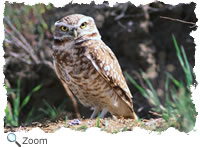 burrowing owl