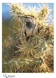 Cactus Wren