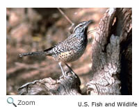 Cactus Wren
