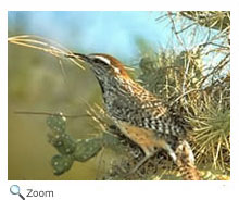 Cactus Wren