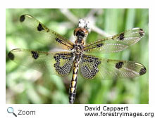 Calico pennant
