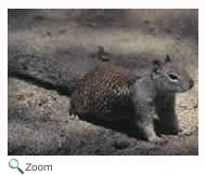 California Ground Squirrel