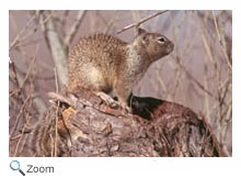 California Ground Squirrel