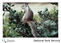 California Ground Squirrel