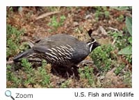 California Quail
