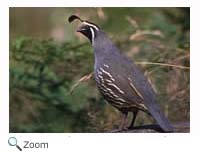 California Quail