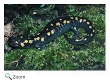 California Tiger Salamander