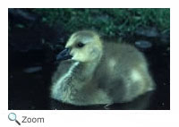 Canada Goose