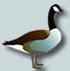 goose