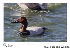 Canvasback