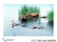 Canvasback