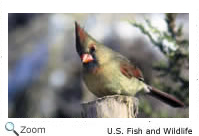 Female Cardinal
