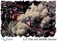 Caribou Moss Lichen