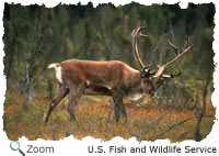 Caribou