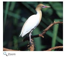 Cattle Egret