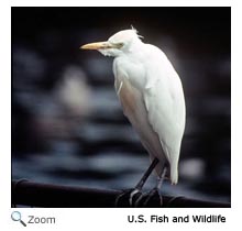 Cattle Egret