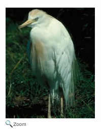 Cattle Egret