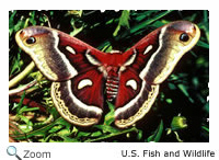 Cecropia Moth