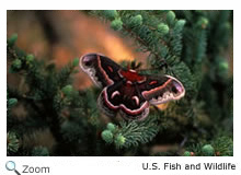 Cecropia Moth