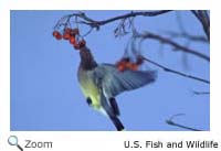 Cedar Waxwing