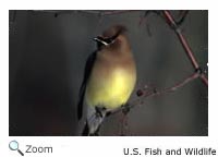 Cedar Waxwing