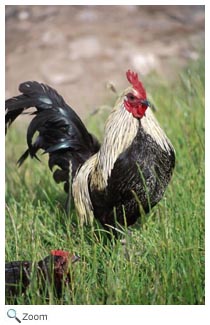 Rooster