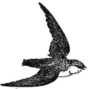 Chimney Swift