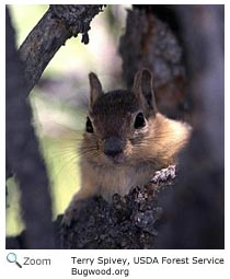 Eastern Chipmunk