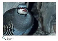 Chukar