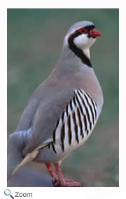 Chukar
