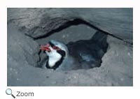 Chukar
