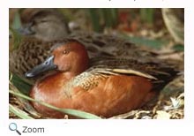 Cinnamon Teal
