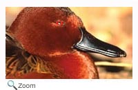 Cinnamon Teal