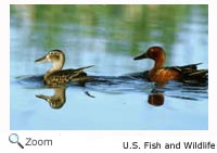 Cinnamon Teal