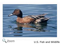 Cinnamon Teal