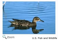 Cinnamon Teal