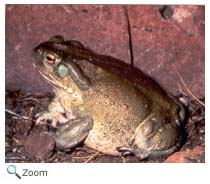 Colorado River Toad