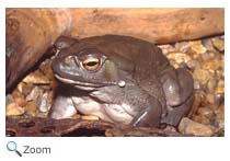 Colorado River Toad