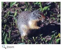 Columbian Ground Squirrel