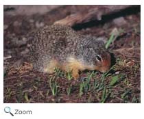 Columbian Ground Squirrel