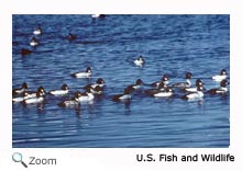 commongoldeneye