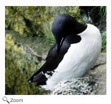 common murre