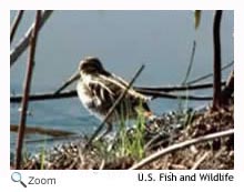 common snipe