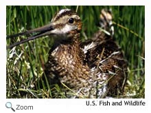 commonsnipe