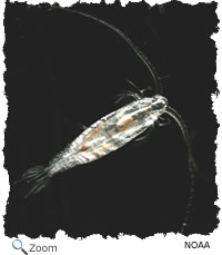 copepod